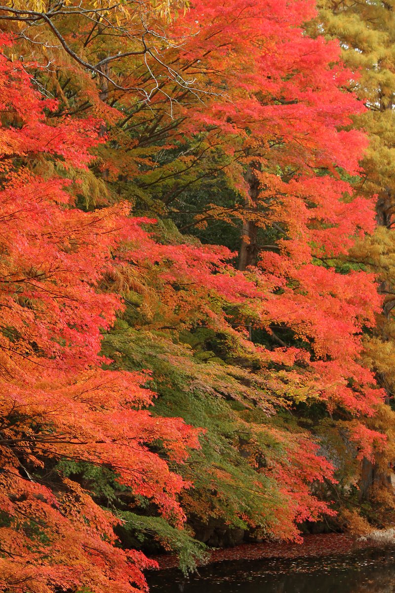 もみじ （神戸市立森林植物園 長谷池）_a0003166_2322347.jpg