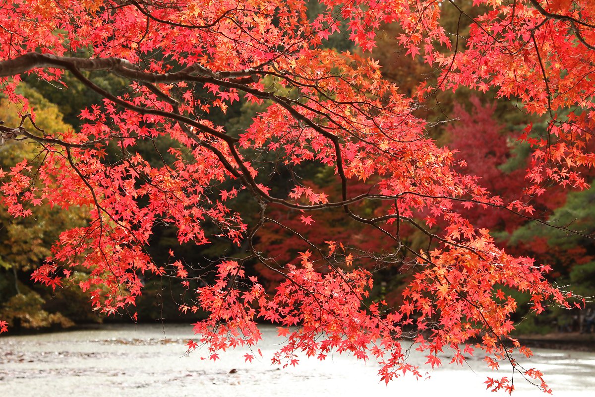 もみじ （神戸市立森林植物園 長谷池）_a0003166_23223750.jpg