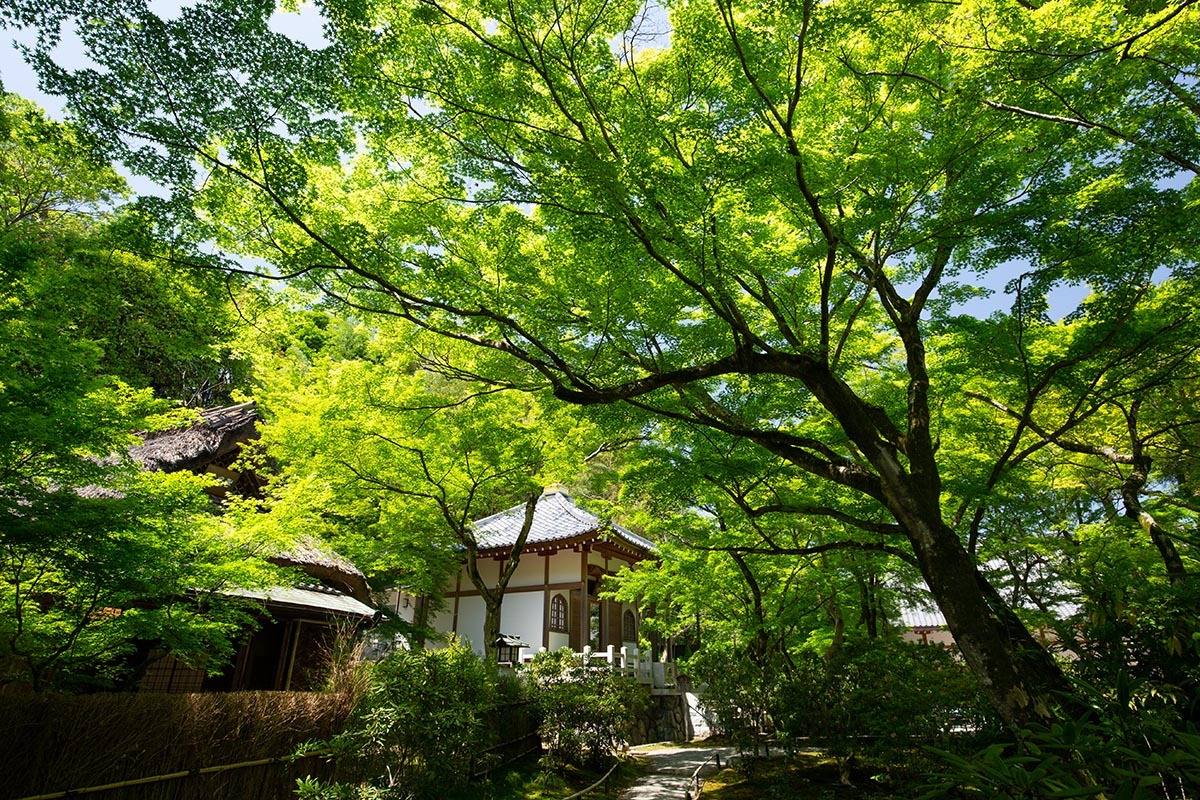 嵐山 宝厳院_a0003166_23245085.jpg