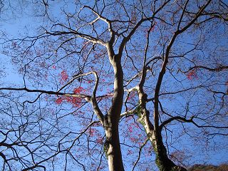 枝_a0003166_232455.jpg