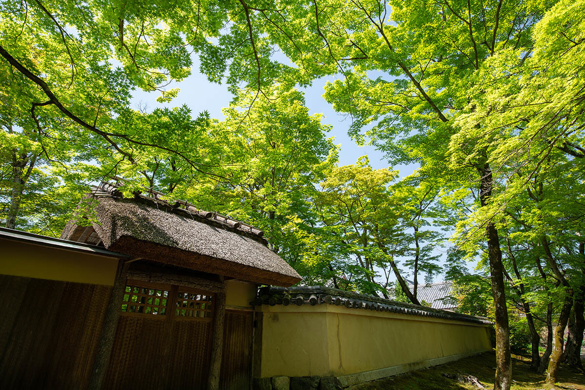 嵐山 宝厳院_a0003166_23255505.jpg