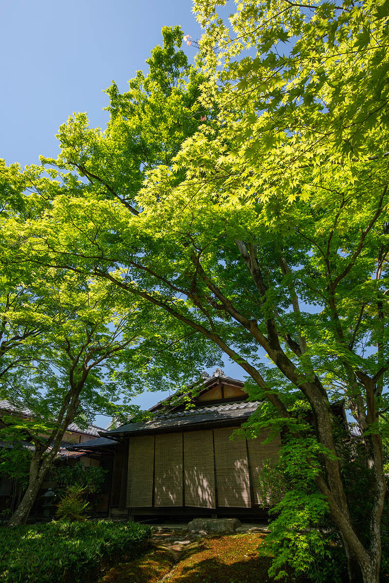 嵐山 宝厳院_a0003166_23260406.jpg