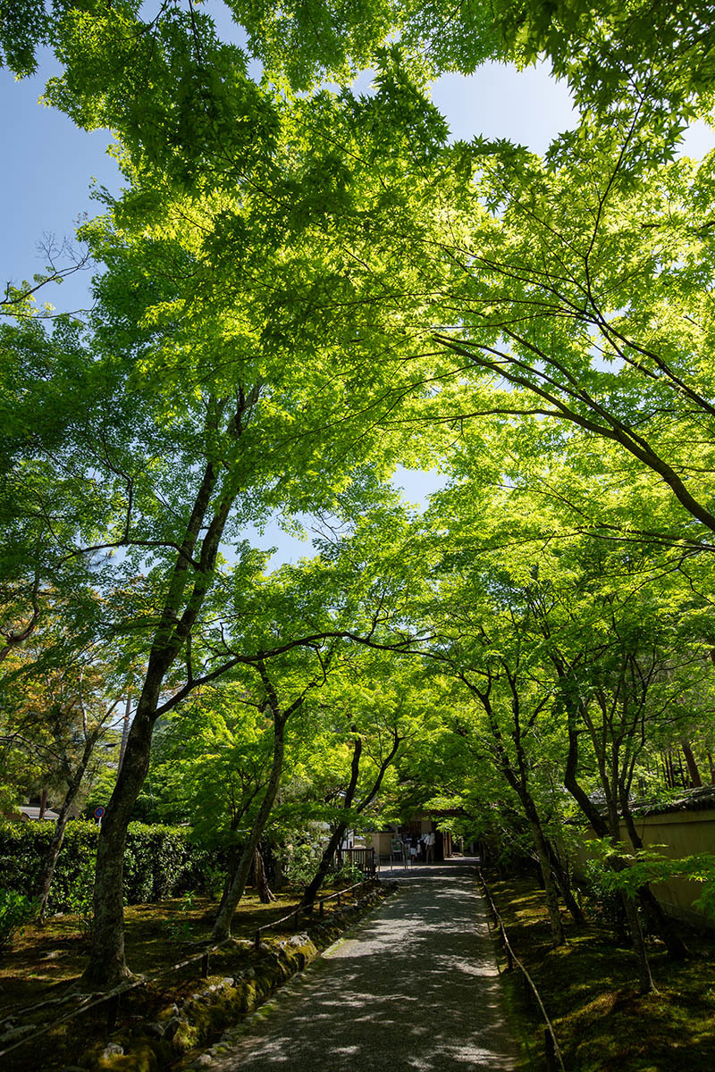 嵐山 宝厳院_a0003166_23260408.jpg
