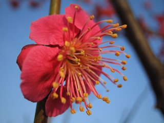 梅はエロい_a0003166_23293853.jpg