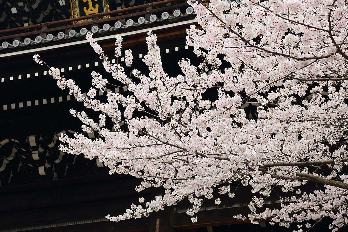 知恩院の門の前の桜 （４月５日）_a0003166_2329454.jpg