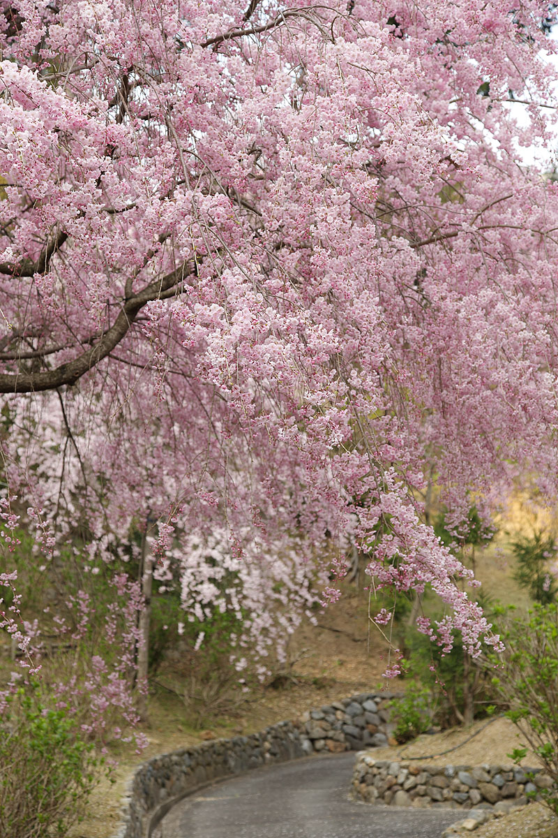 善峯寺の桜_a0003166_23311286.jpg