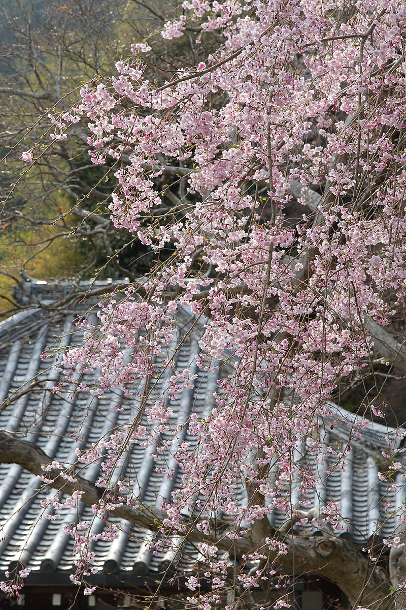 善峯寺の桜_a0003166_23311628.jpg