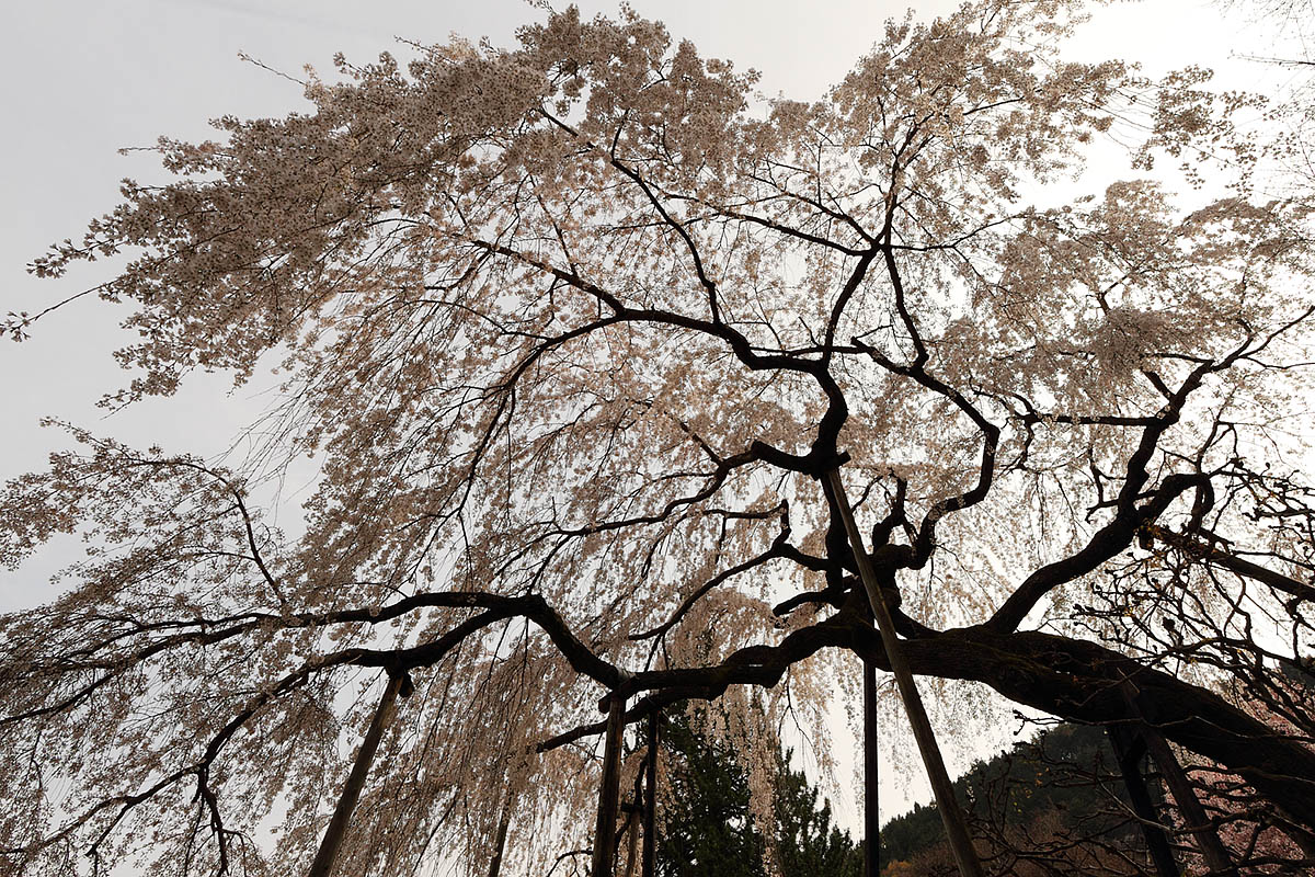 善峯寺の桜_a0003166_23311817.jpg