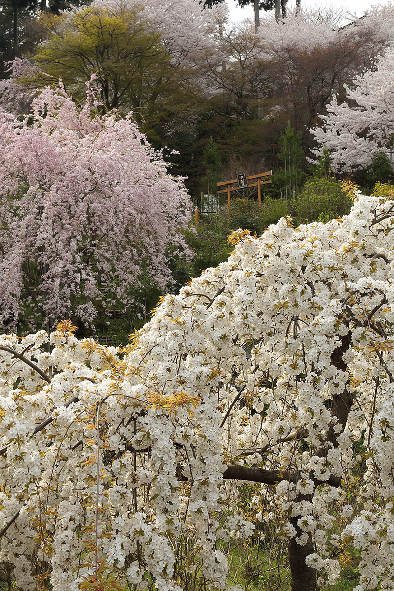 善峯寺の桜_a0003166_2331742.jpg