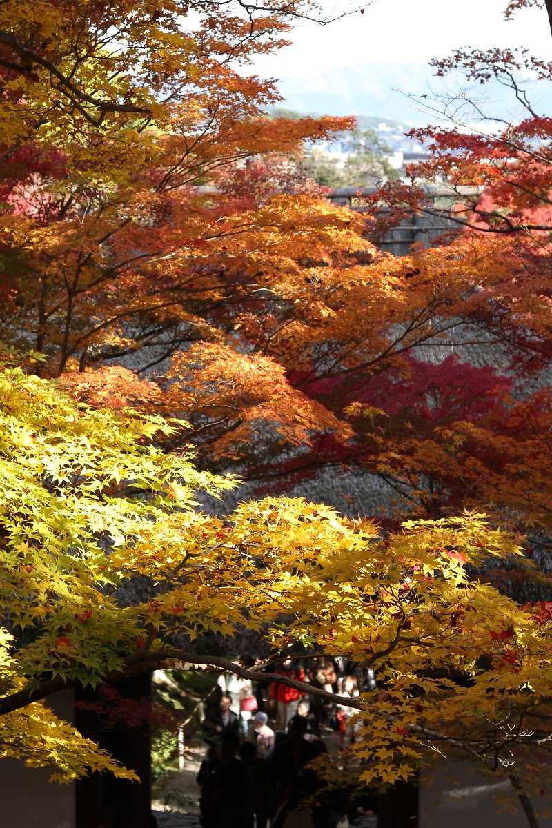 もみじ　（常寂光寺）_a0003166_2331953.jpg