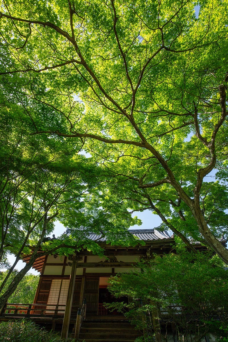 嵐山　宝筐院_a0003166_23333787.jpg