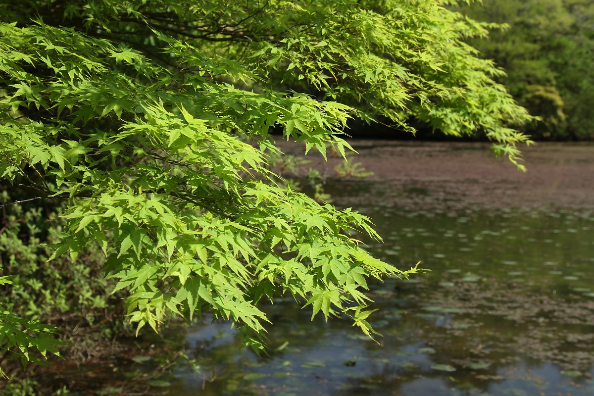 新緑　（神戸市立森林植物園）_a0003166_23343885.jpg
