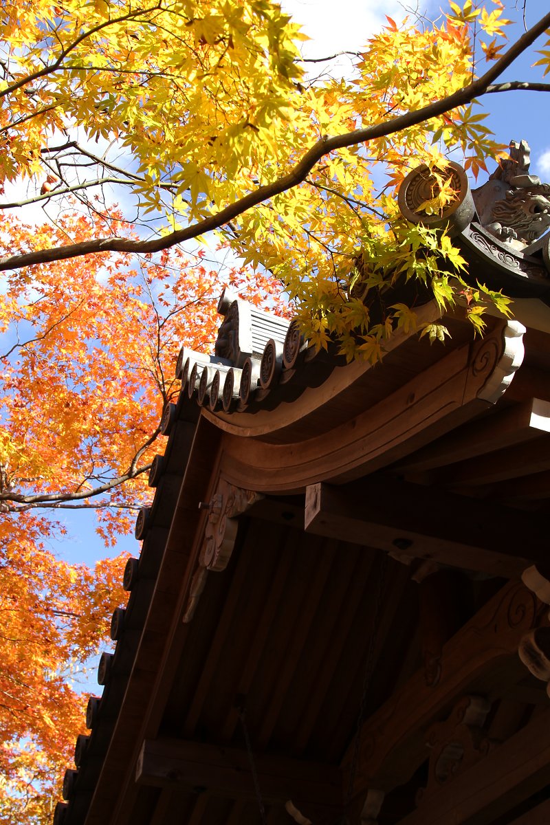 もみじ　（常寂光寺）_a0003166_233731.jpg