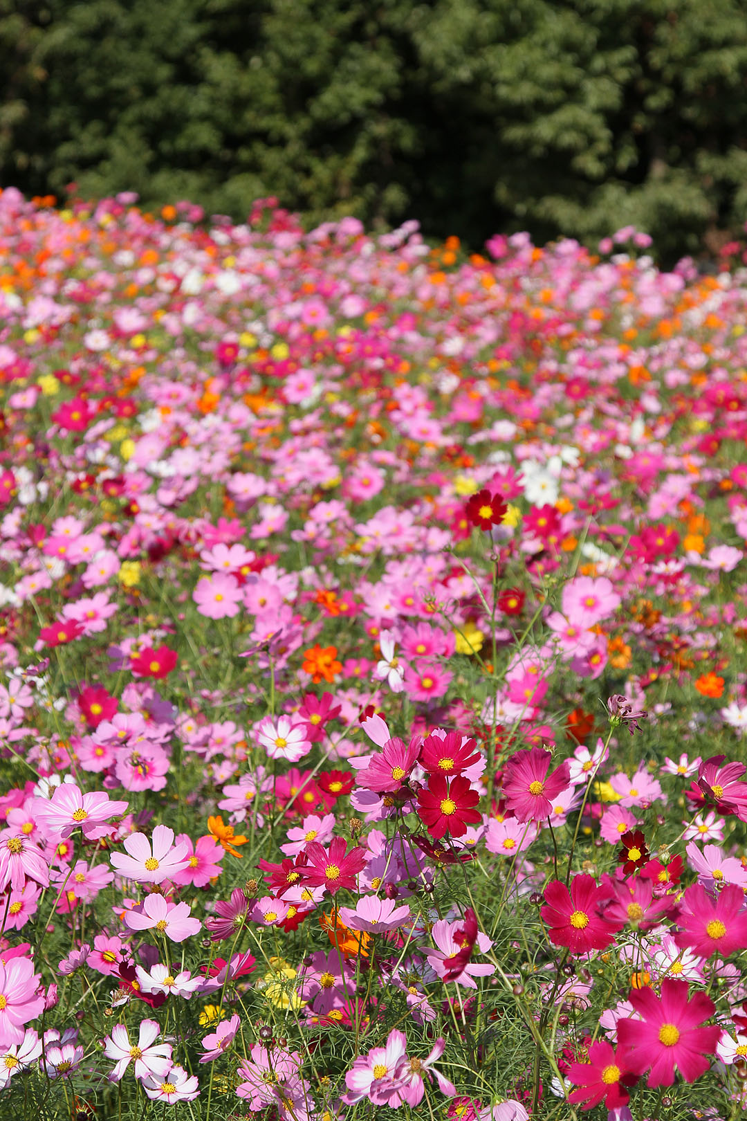 コスモス （万博公園）_a0003166_233797.jpg