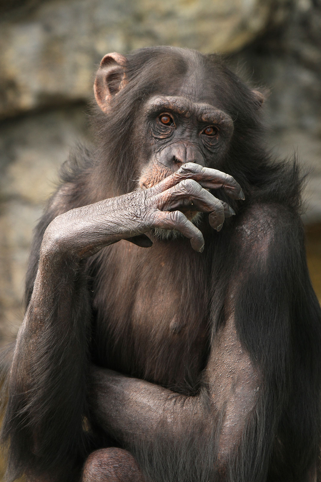 チンパンジー（天王寺動物園）_a0003166_2341442.jpg