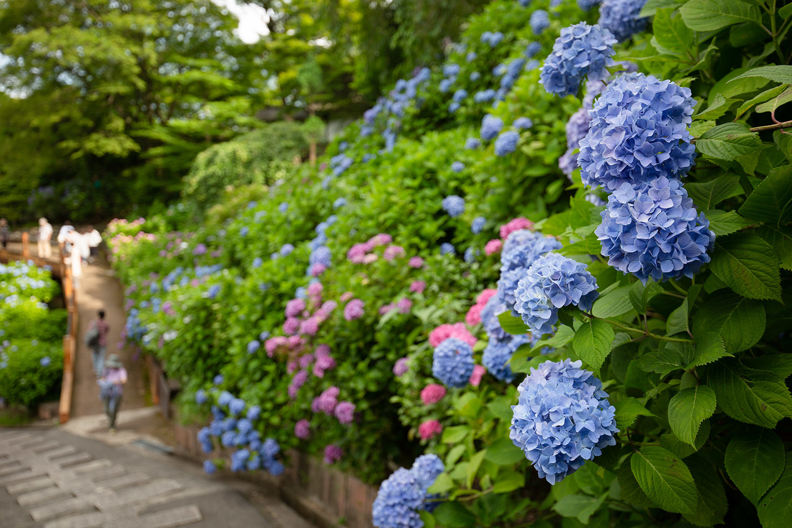アジサイ （善峯寺）_a0003166_23423562.jpg