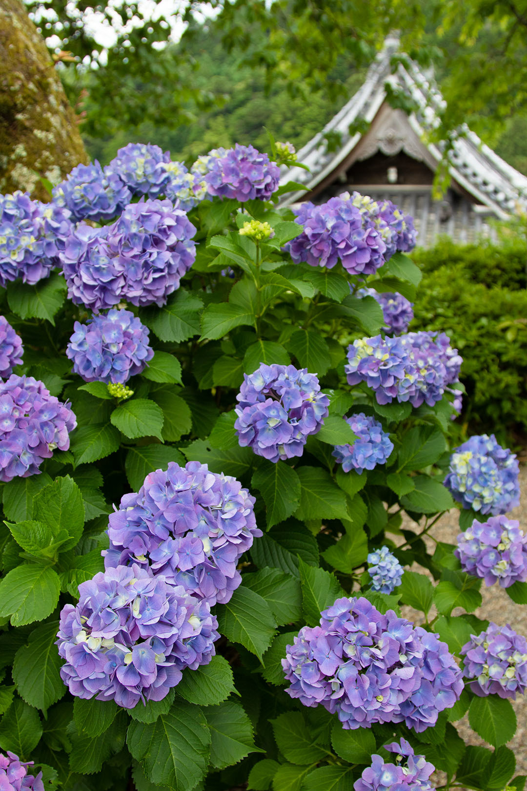 アジサイ （善峯寺）_a0003166_23423586.jpg