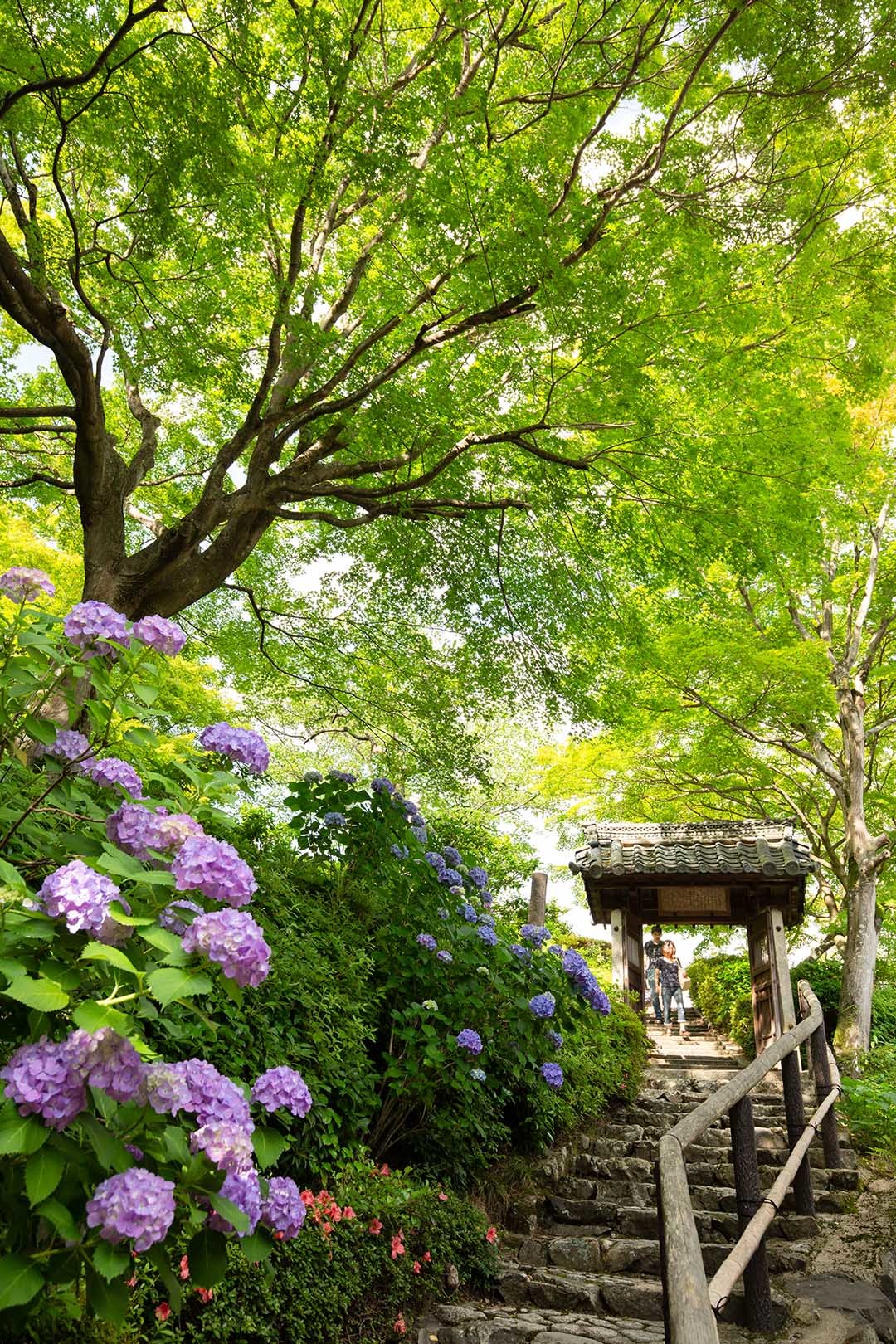 アジサイ （善峯寺）_a0003166_23423675.jpg