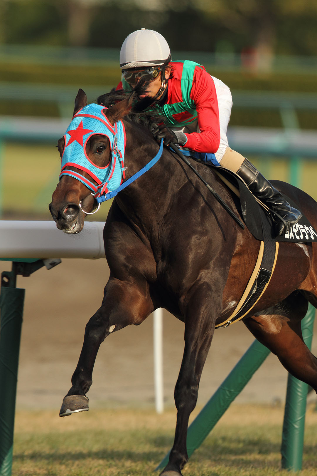 馬　（阪神競馬場）　２０１４年 年賀状用_a0003166_23423939.jpg