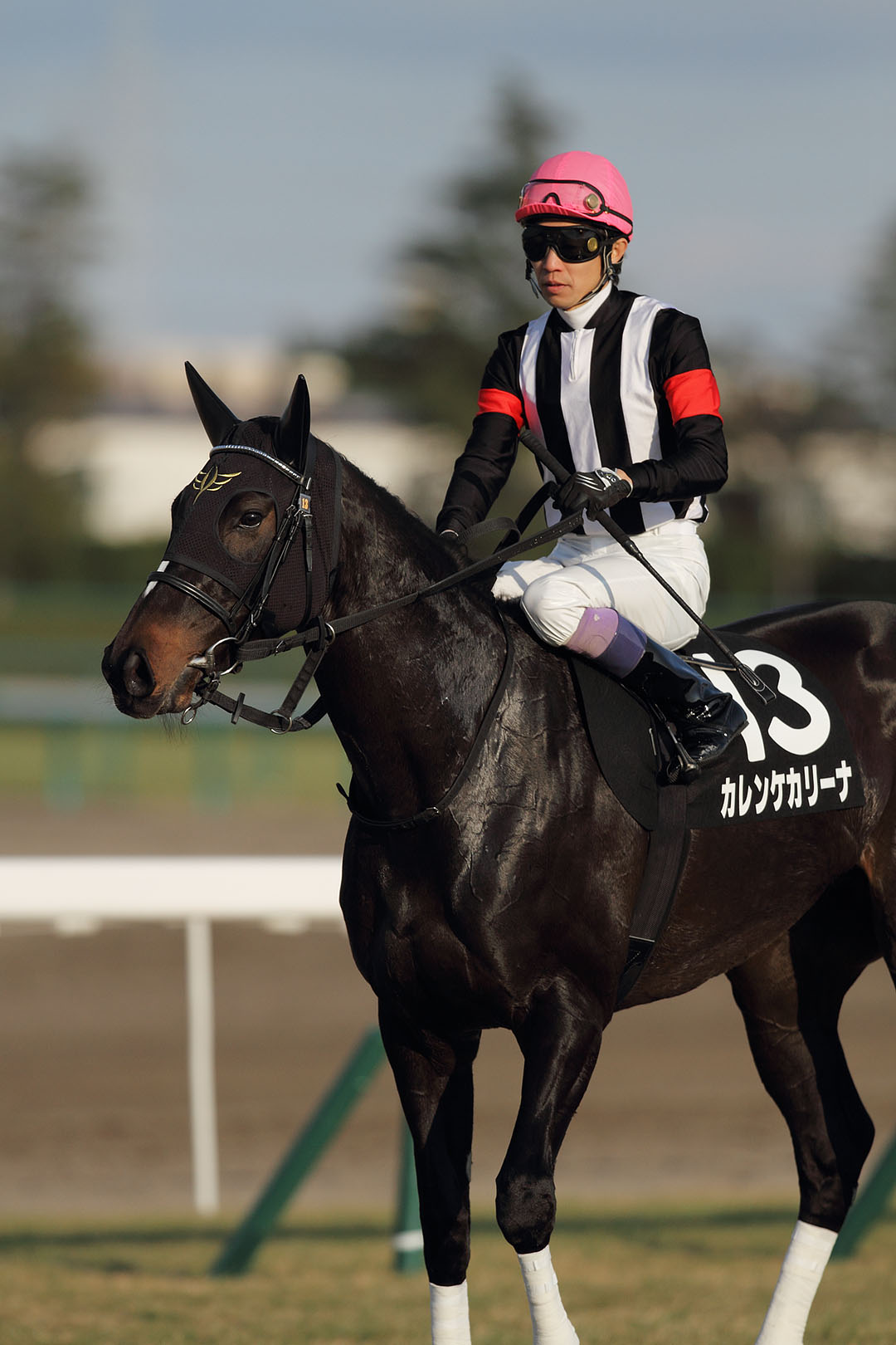 馬　（阪神競馬場）　２０１４年 年賀状用_a0003166_23424565.jpg