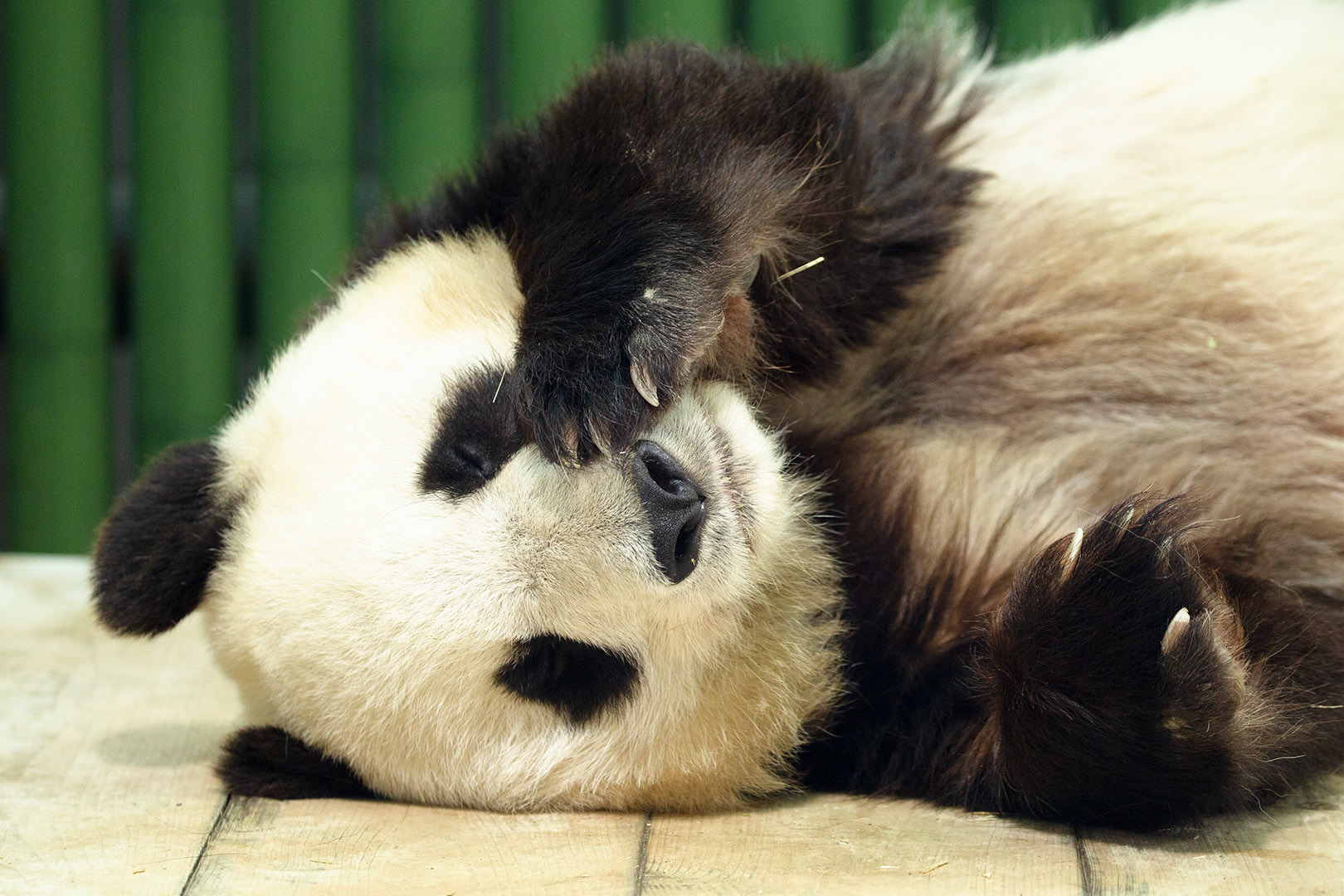 王子動物園_a0003166_23431364.jpg
