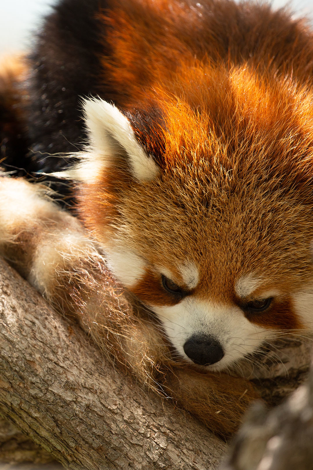 王子動物園_a0003166_23431472.jpg