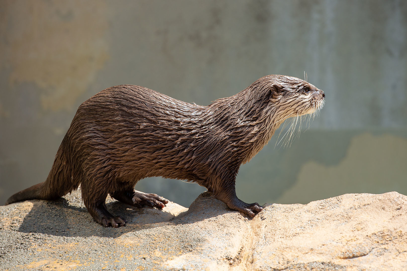 王子動物園_a0003166_23434036.jpg