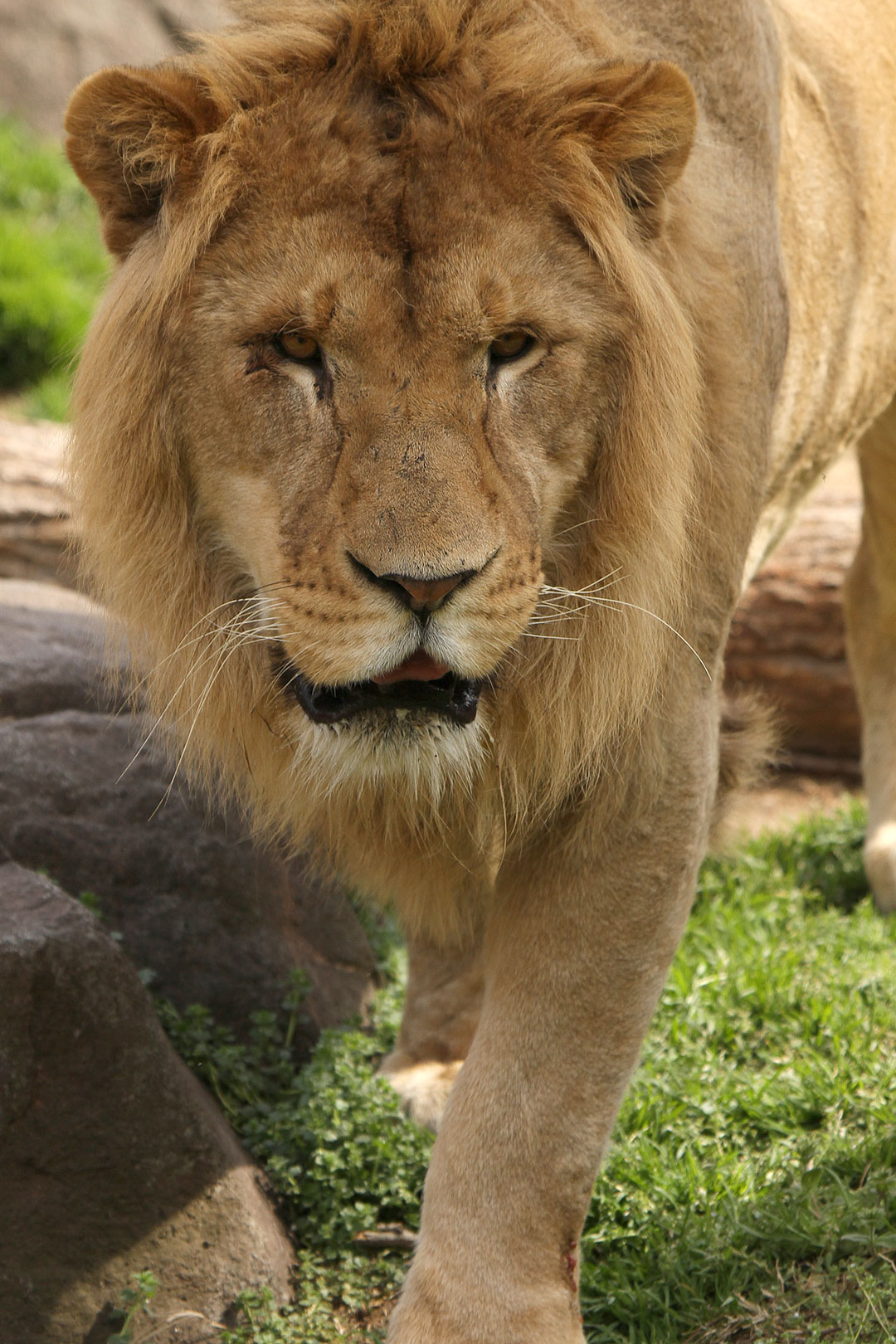 ライオン（天王寺動物園）_a0003166_23434342.jpg
