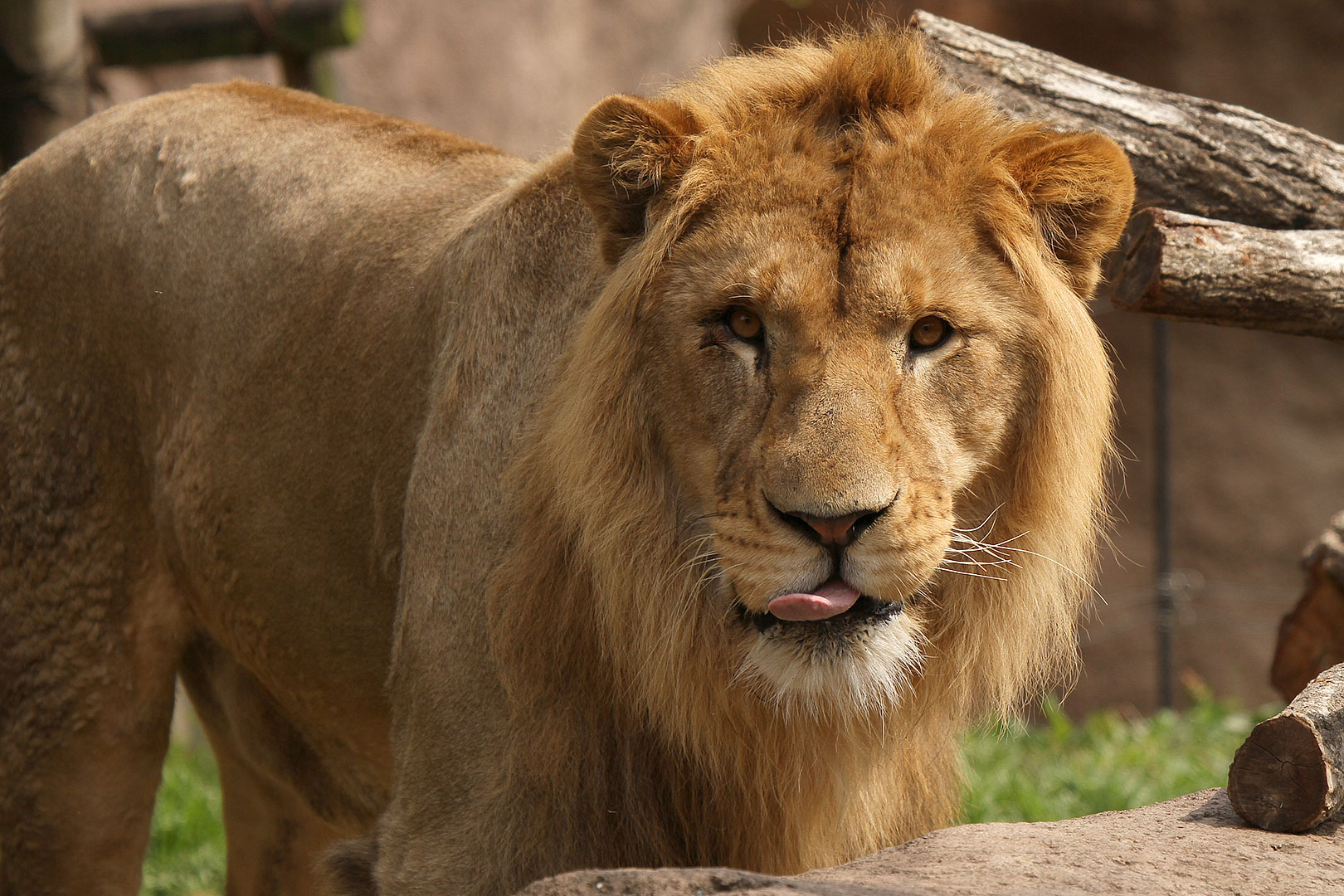 ライオン（天王寺動物園）_a0003166_23443114.jpg