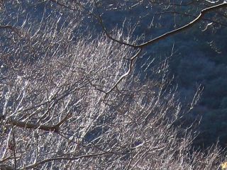 枝_a0003166_2344932.jpg