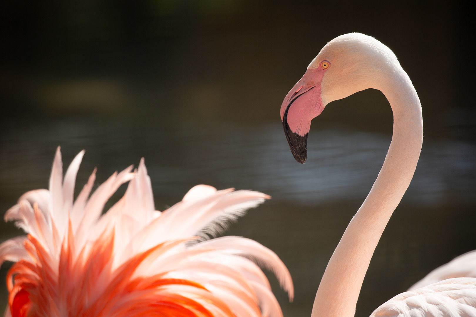 王子動物園_a0003166_23450027.jpg