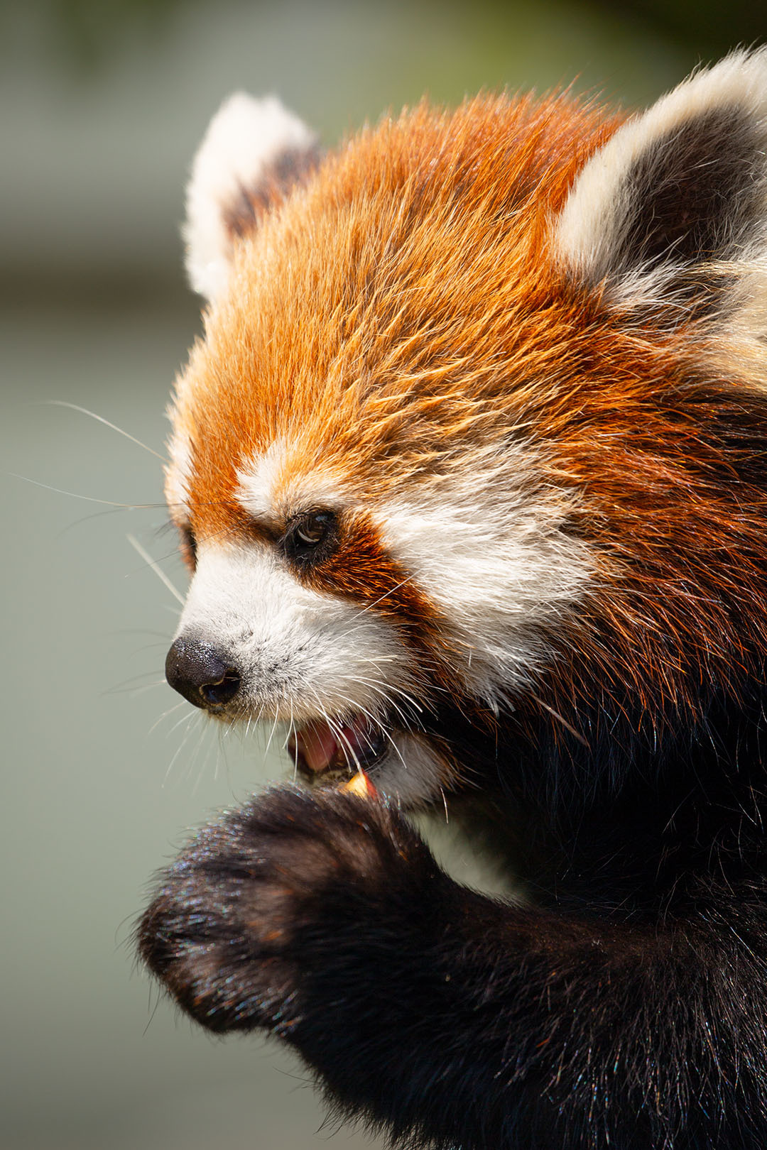 王子動物園_a0003166_23450143.jpg