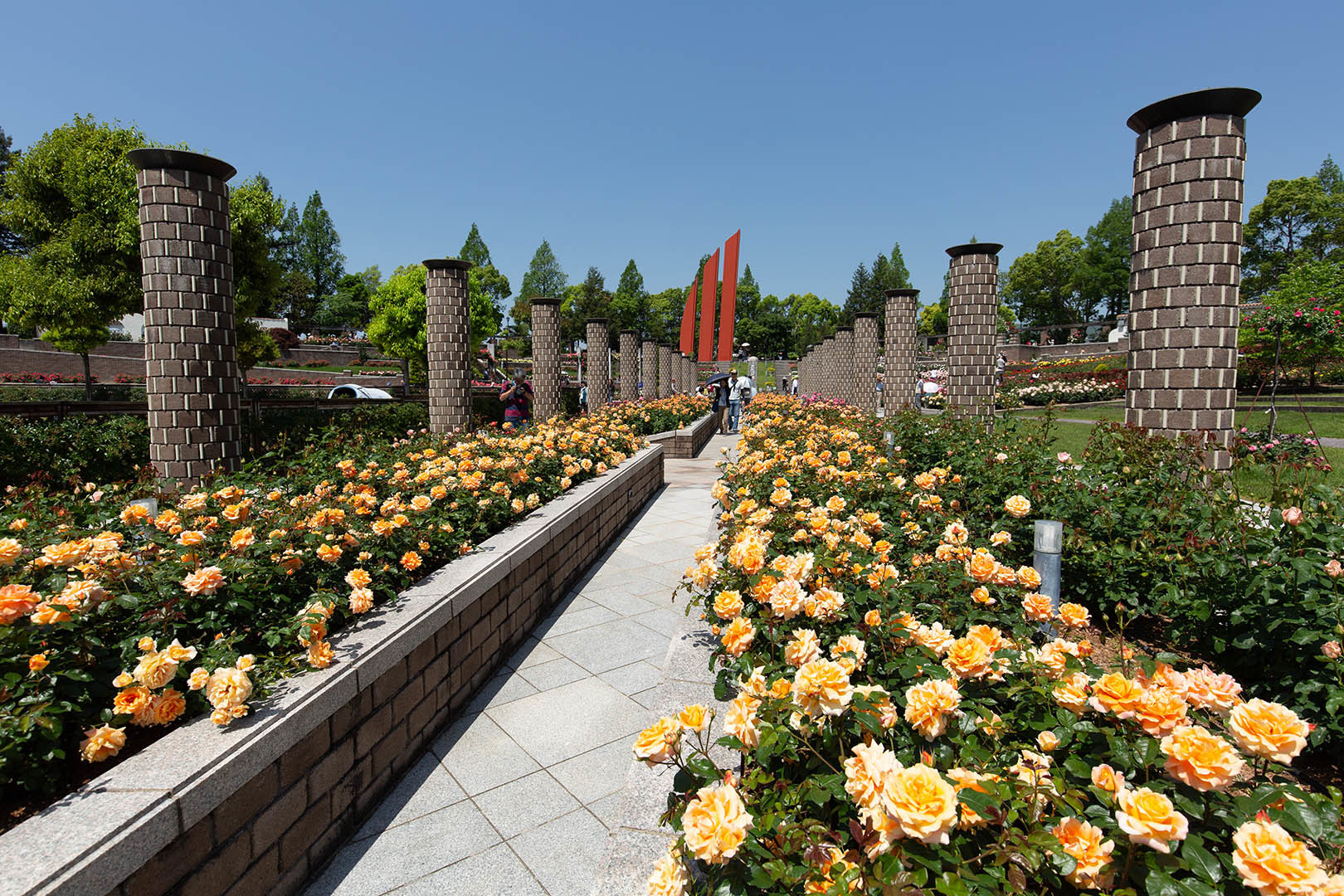 バラ （荒牧バラ公園 その１）_a0003166_23451107.jpg