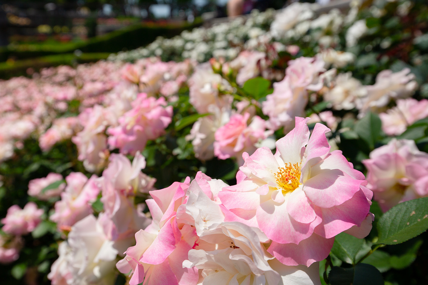 バラ （荒牧バラ公園 その１）_a0003166_23451215.jpg
