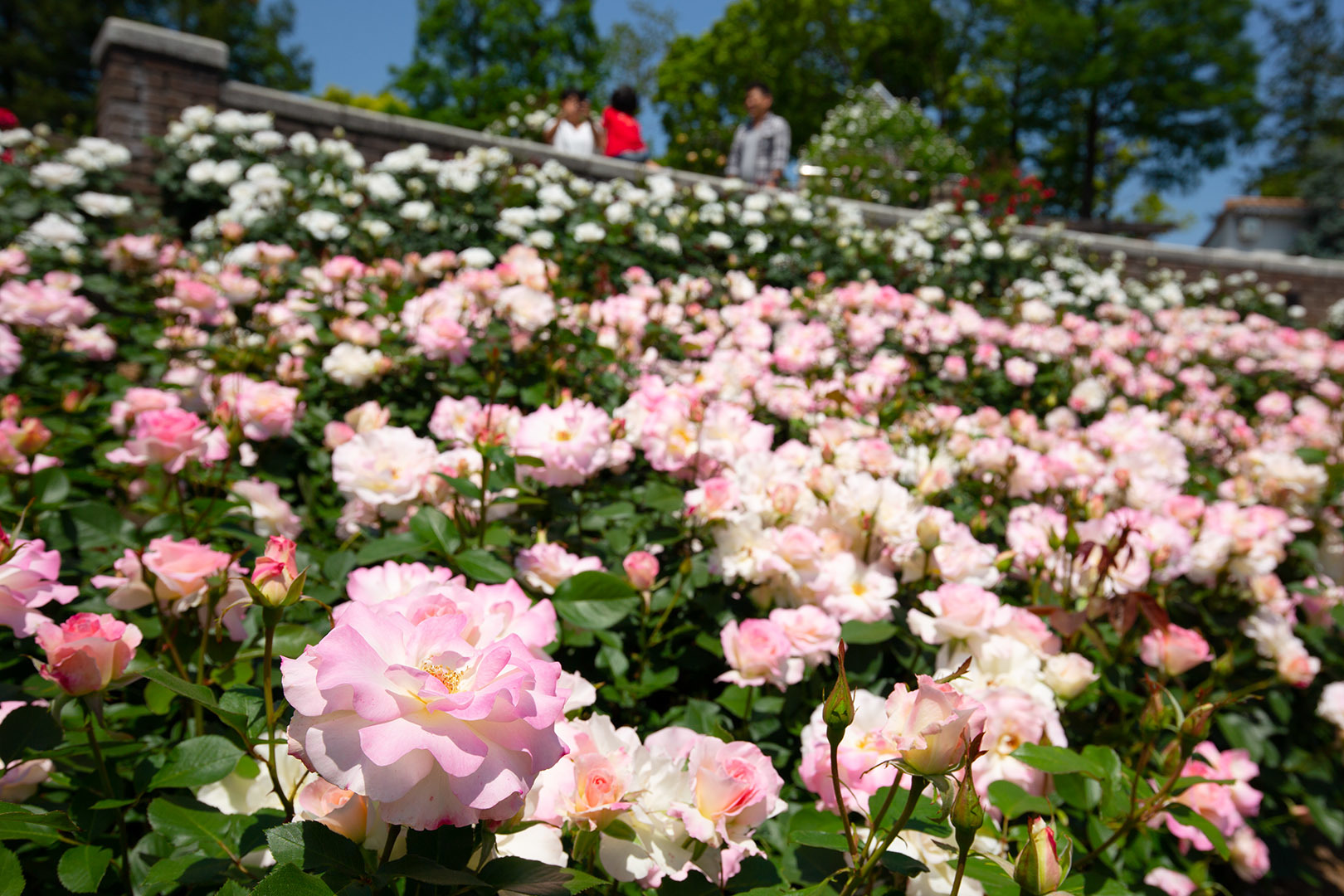バラ （荒牧バラ公園 その１）_a0003166_23451292.jpg