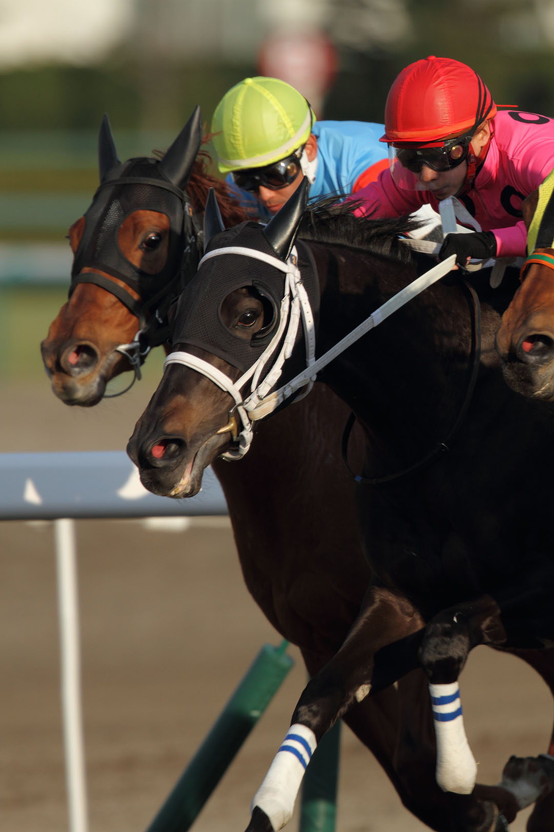 馬　（阪神競馬場）　２０１４年 年賀状用_a0003166_23451539.jpg