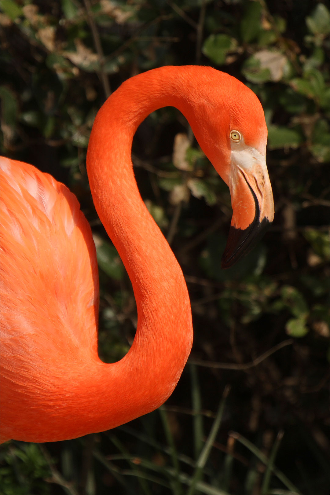 カバ、ゾウ、フラミンゴ（天王寺動物園）_a0003166_23461159.jpg