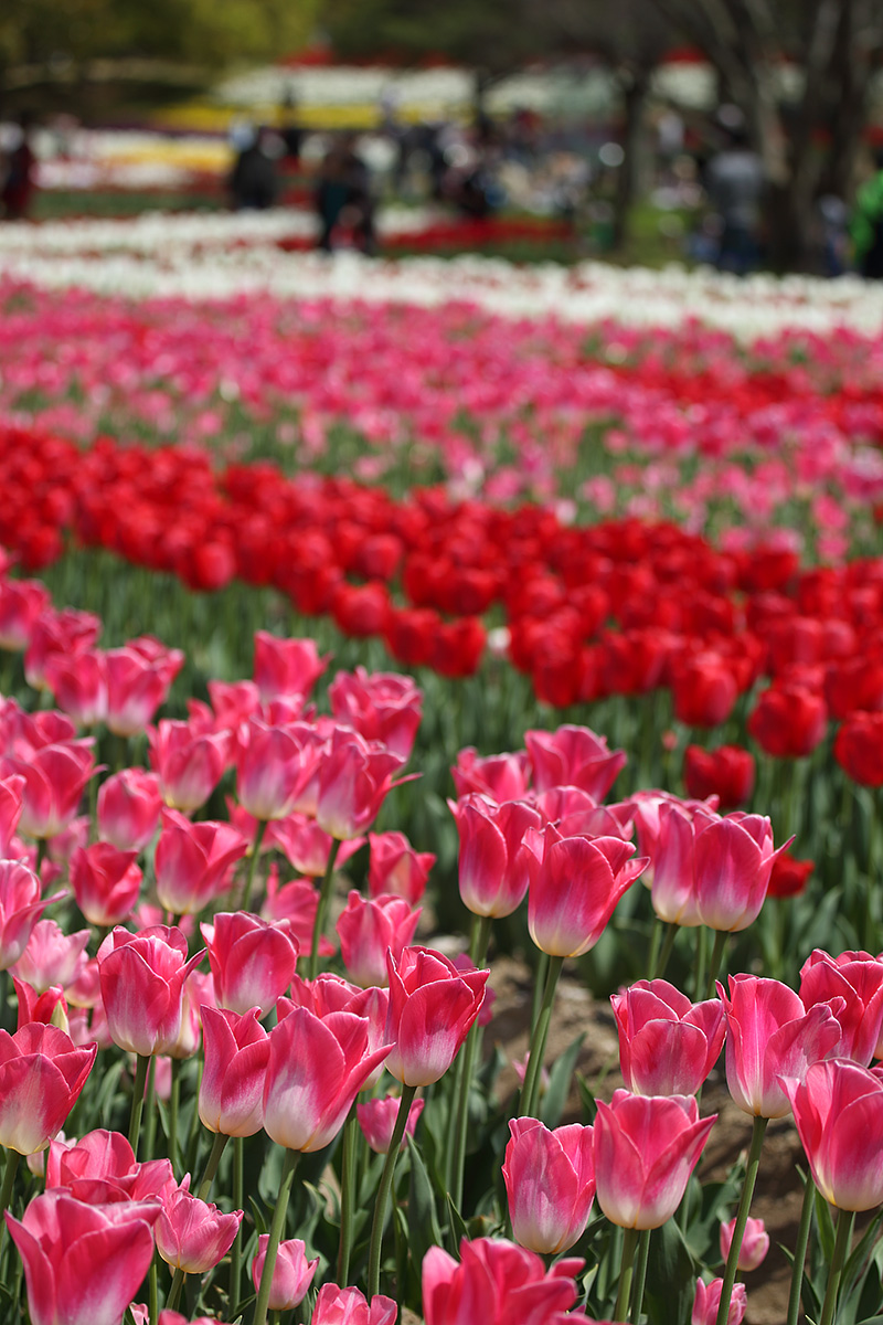 万博公園 チューリップ、ポピー_a0003166_234650100.jpg