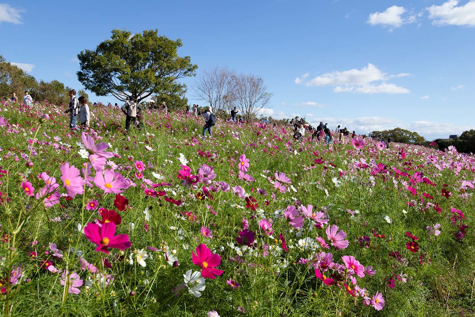 コスモス、ヒマワリ　（万博公園)_a0003166_23480982.jpg
