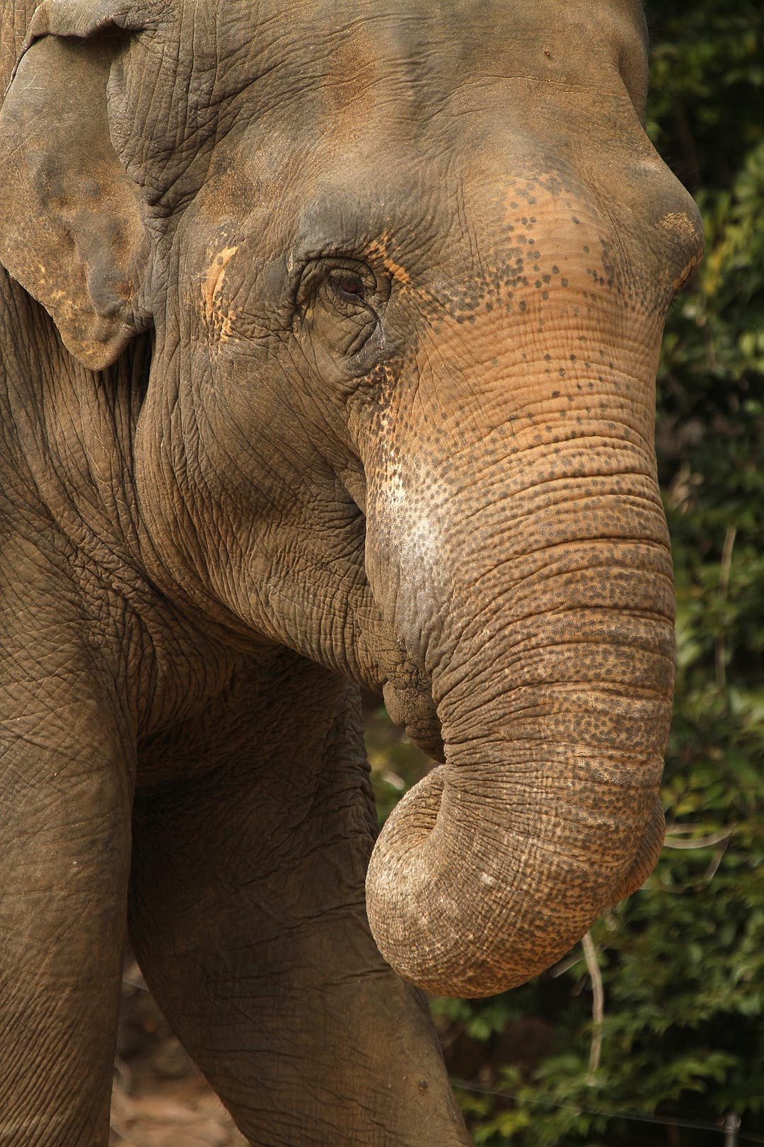 カバ、ゾウ、フラミンゴ（天王寺動物園）_a0003166_2349625.jpg