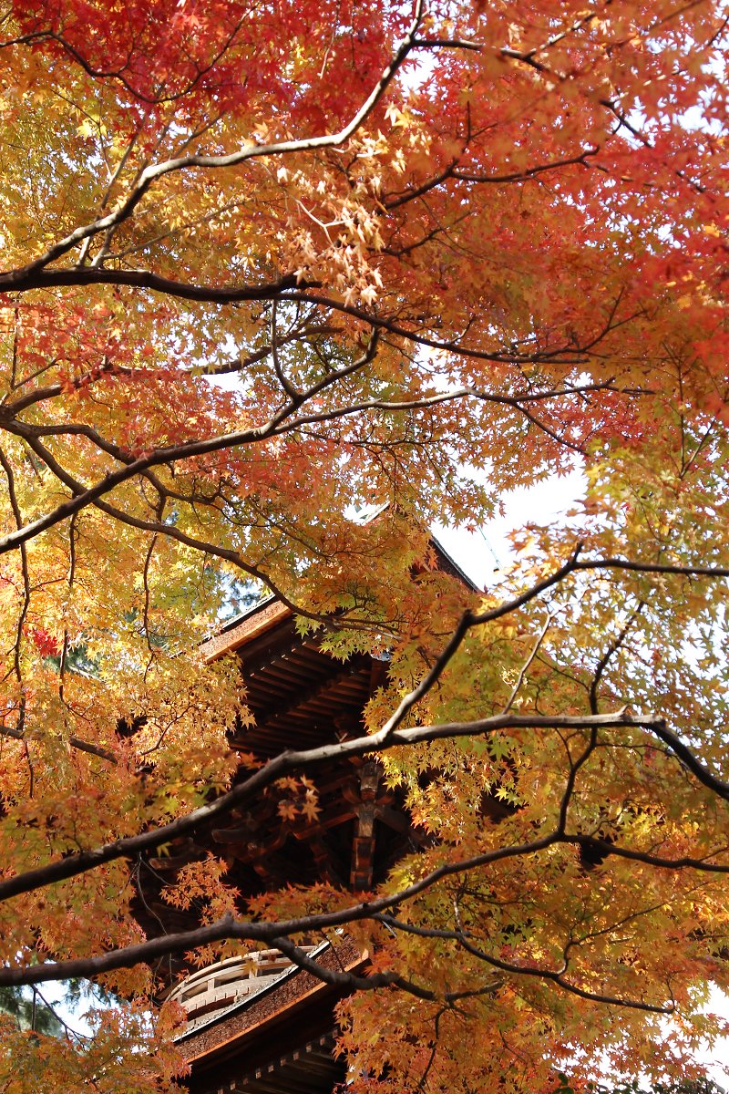 もみじ　（常寂光寺）_a0003166_23514054.jpg