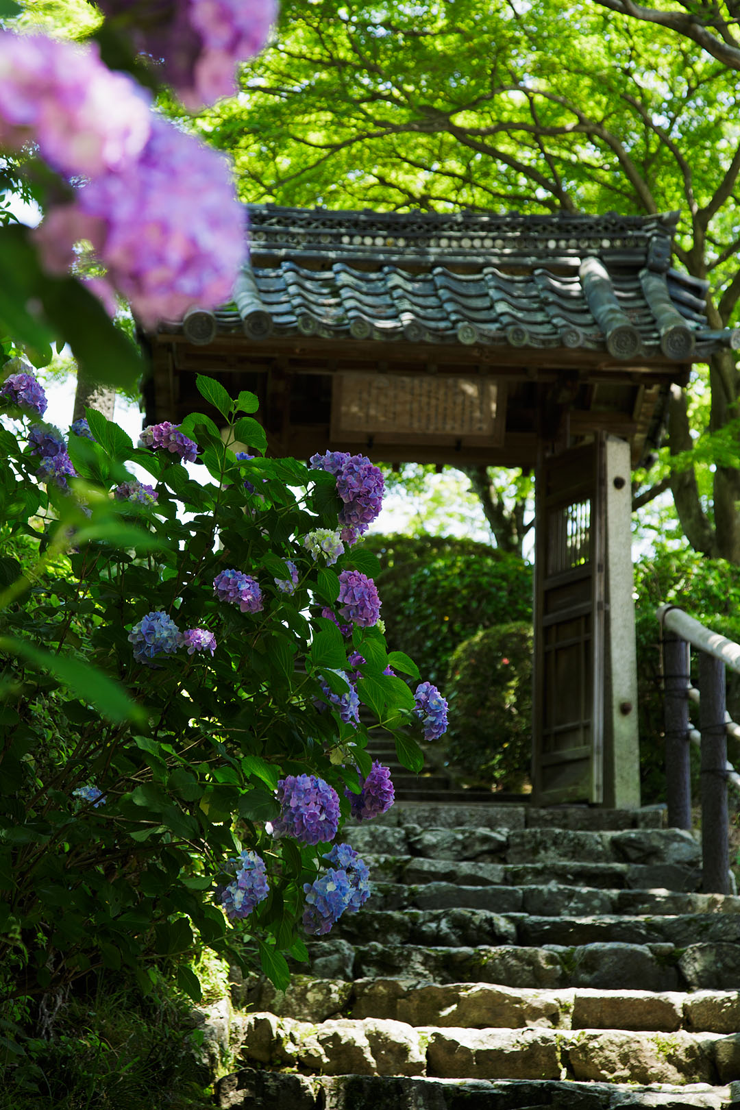 あじさい （善峯寺）_a0003166_23514237.jpg