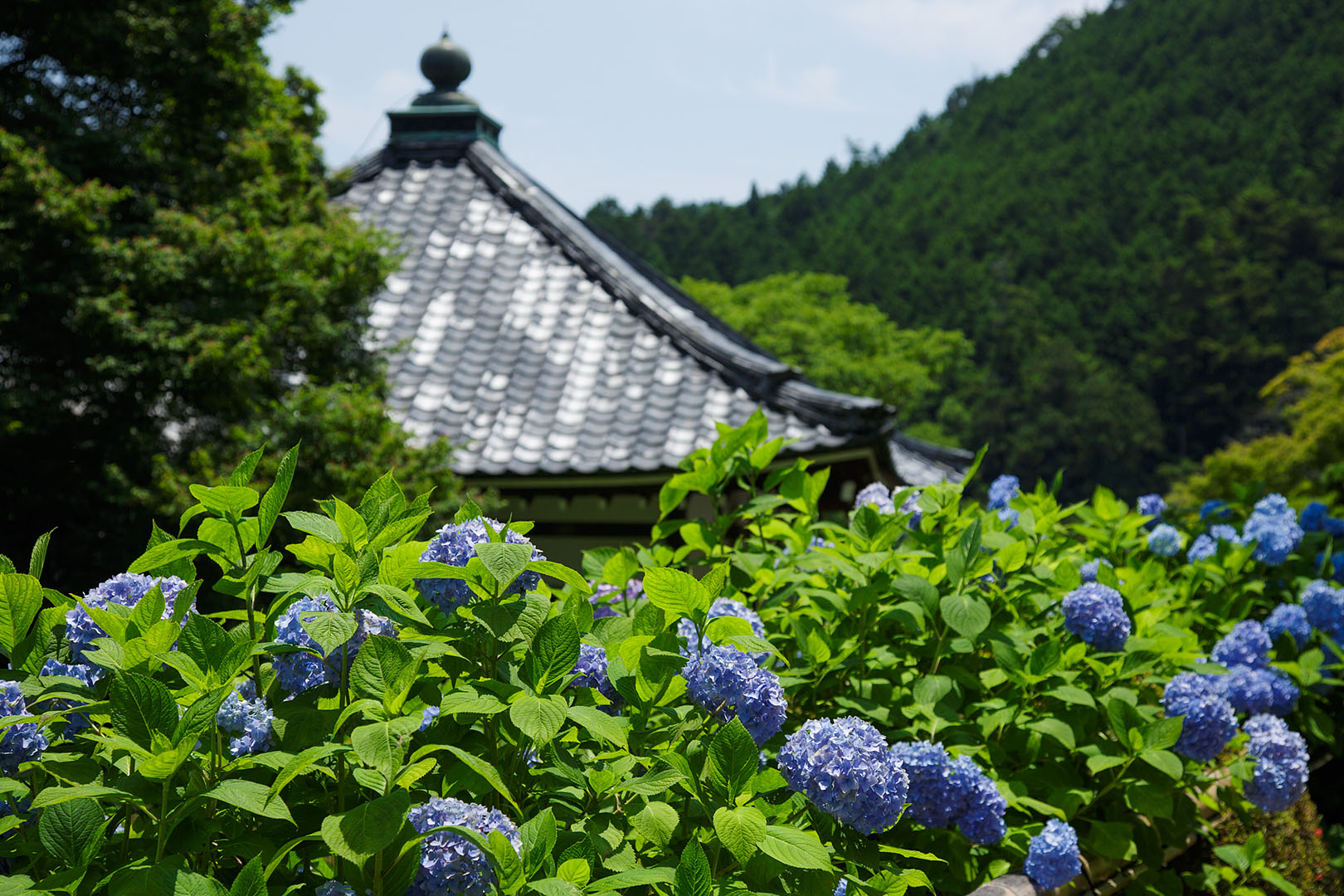 あじさい （善峯寺）_a0003166_23515293.jpg
