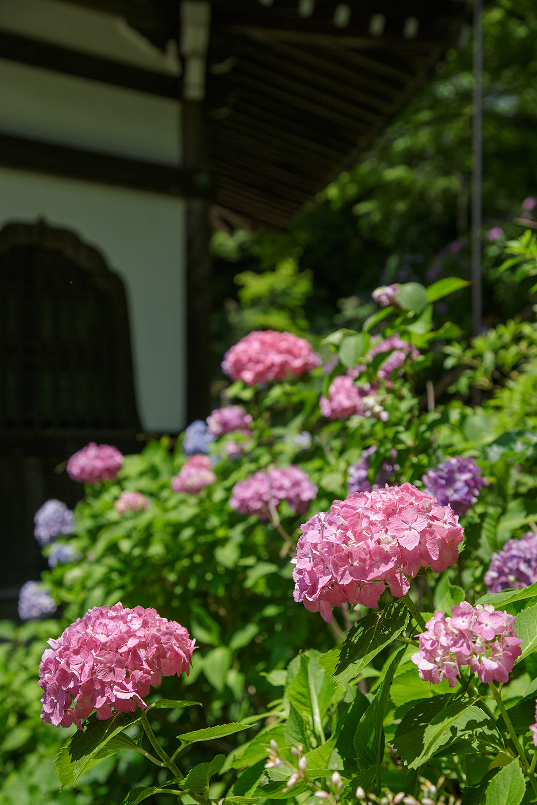 あじさい （善峯寺）_a0003166_23515421.jpg