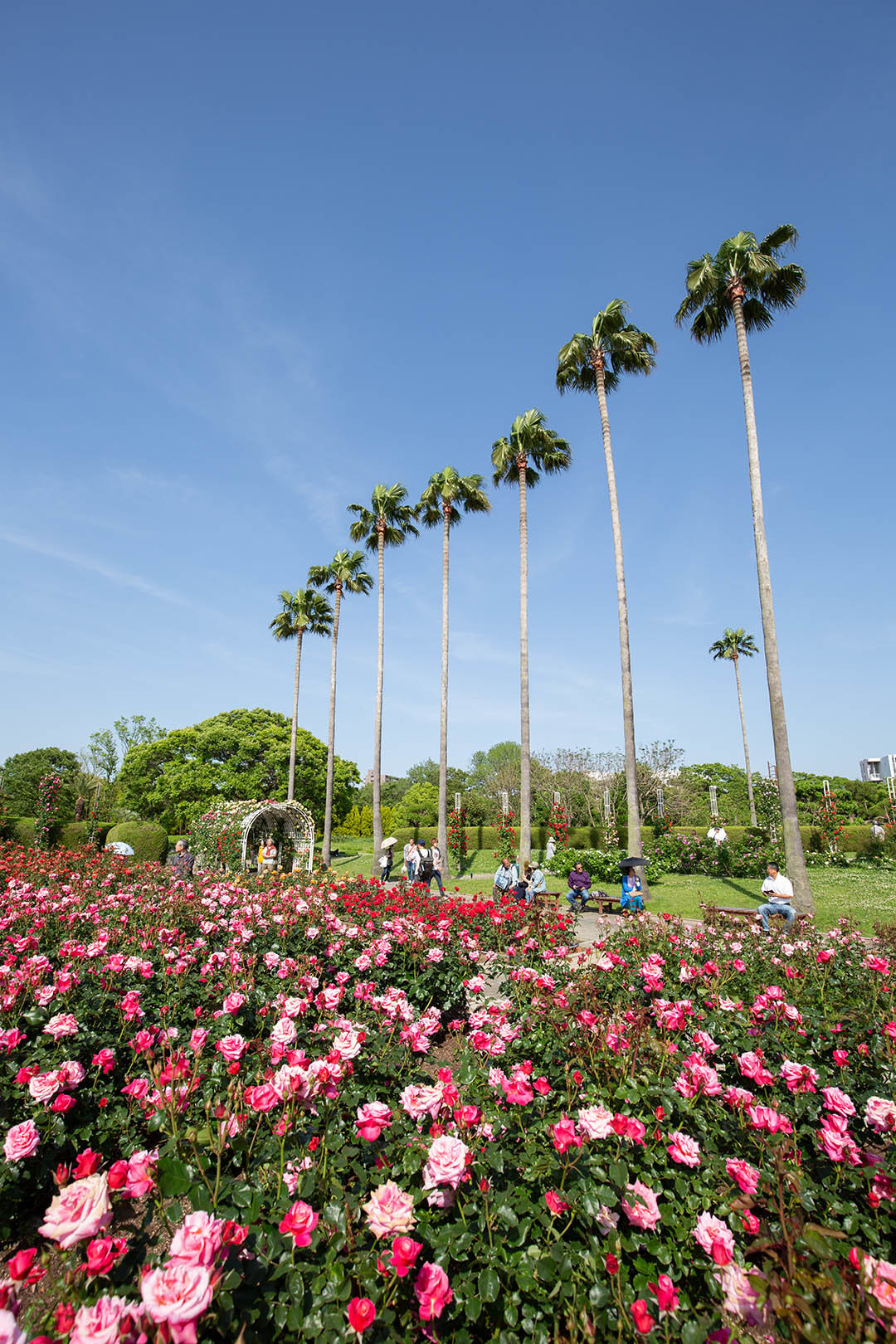 バラなど （長居植物園）_a0003166_23515744.jpg