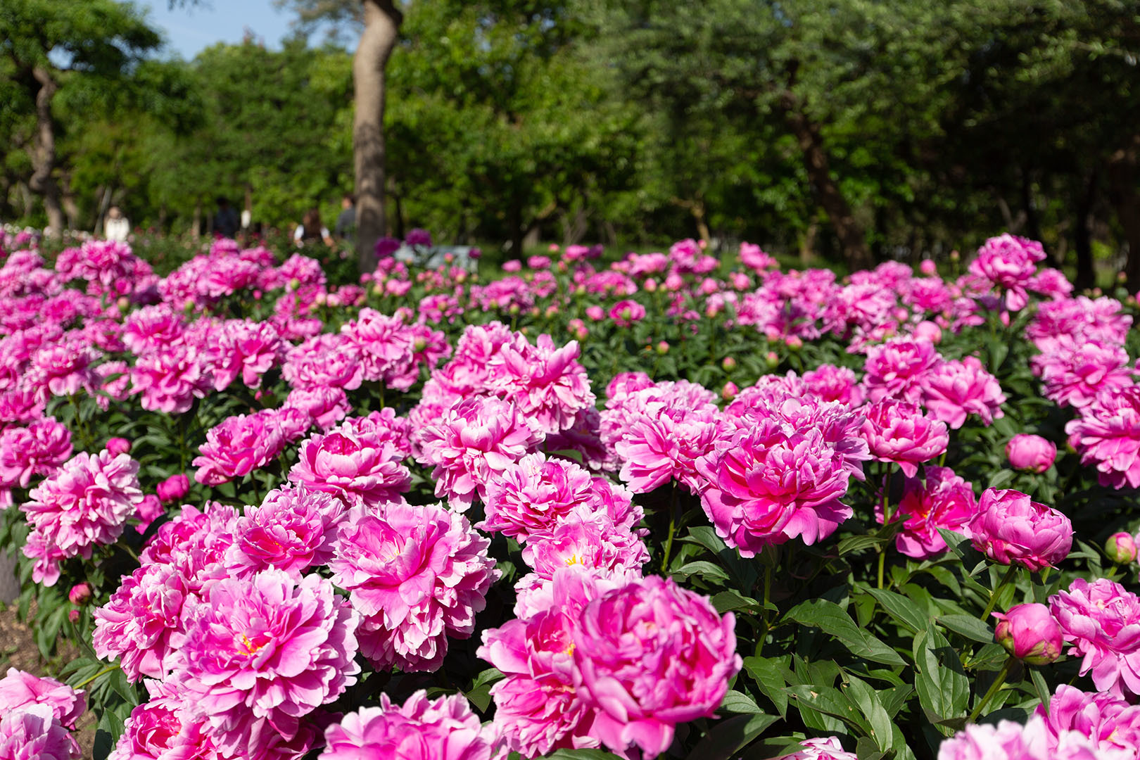 バラなど （長居植物園）_a0003166_23515805.jpg