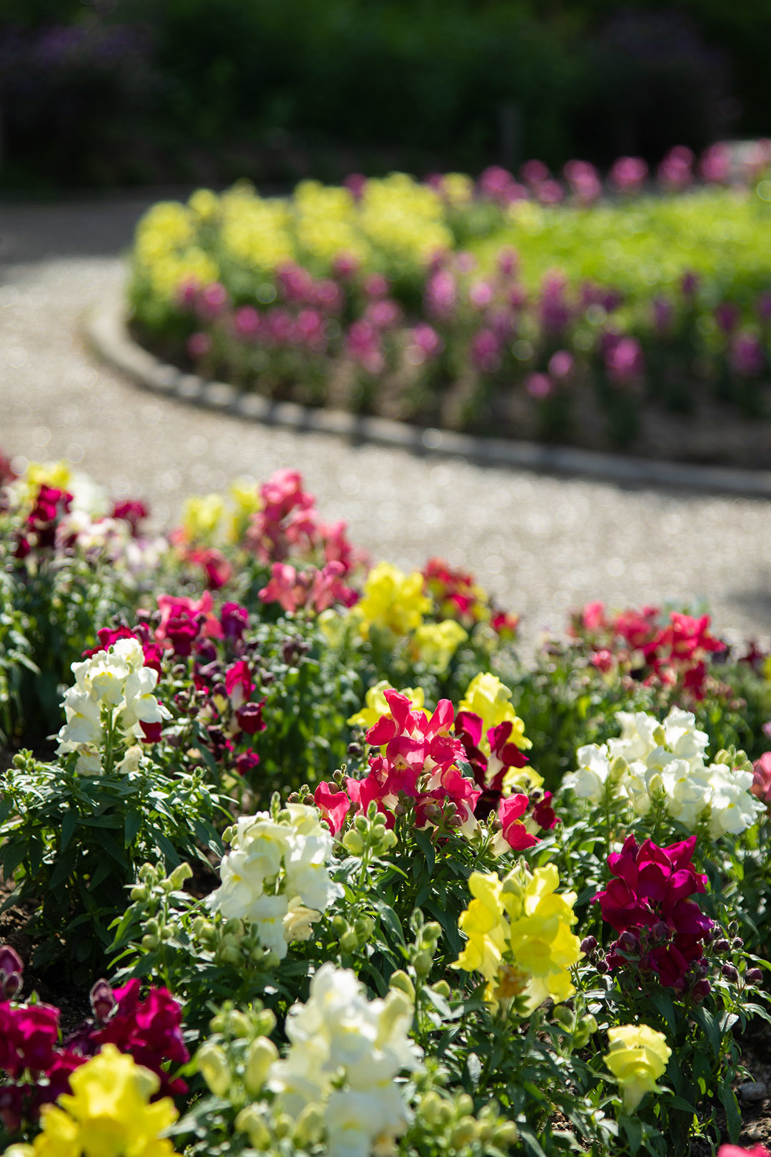 バラなど （長居植物園）_a0003166_23515815.jpg