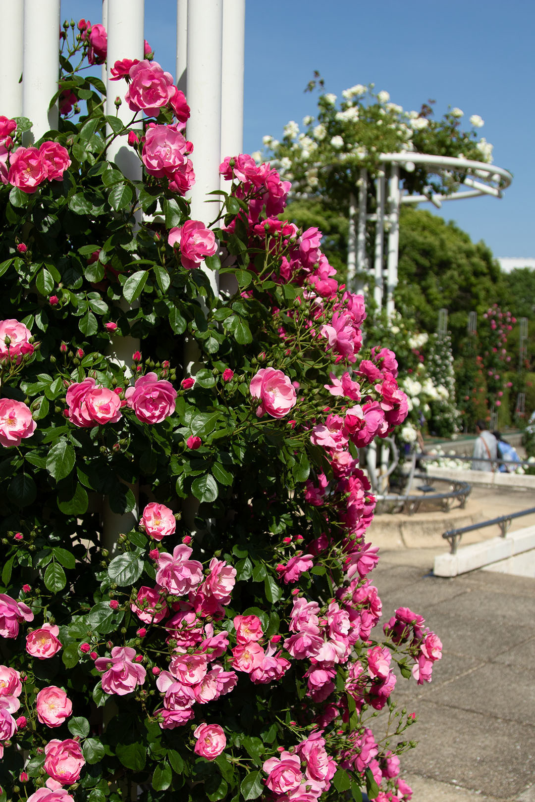 バラなど （長居植物園）_a0003166_23515995.jpg