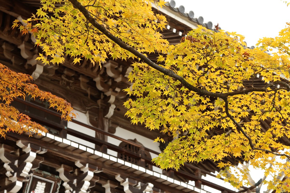 もみじ　（善峰寺）_a0003166_23531127.jpg