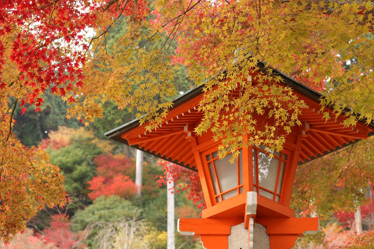 もみじ　（善峰寺）_a0003166_23531598.jpg